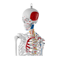 Anatomisk modell av det menneskelige skjelettet 180 cm + anatomisk plakat