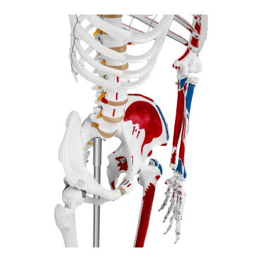 Anatomical model of the human skeleton 180 cm + anatomical poster