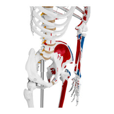 Anatomisch model van het menselijke skelet 180 cm + anatomische poster