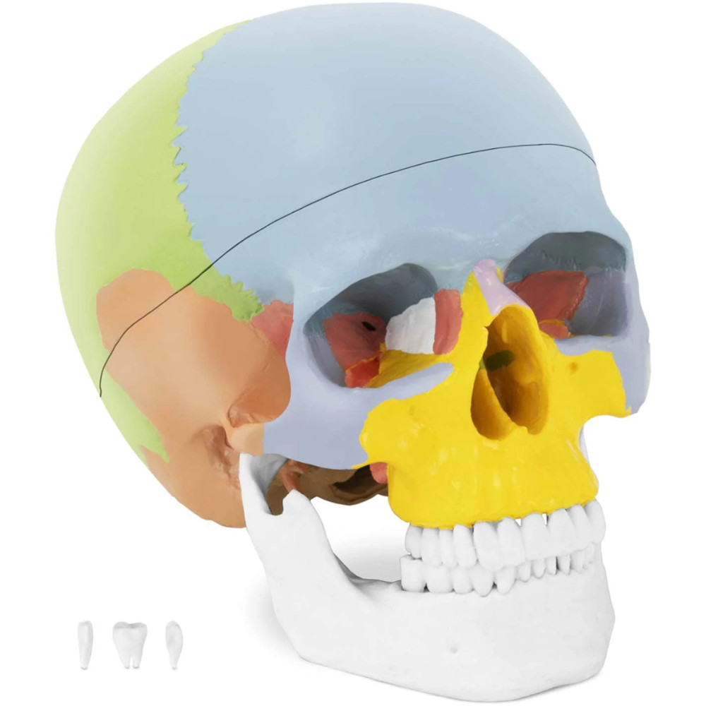 Anatomiskais modelis krāsainu galvaskausa krāsu uz 1: 1 skalas + zobi 3 gab.