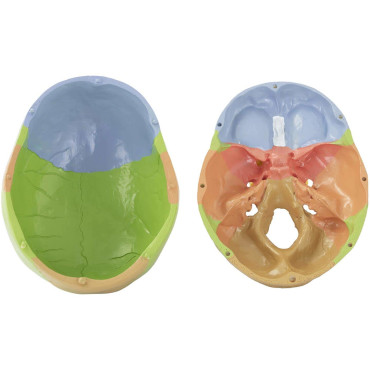 Anatomiskais modelis krāsainu galvaskausa krāsu uz 1: 1 skalas + zobi 3 gab.