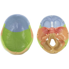 Anatomický model barevné lebky barvy na 1: 1 měřítko + zuby 3 ks.