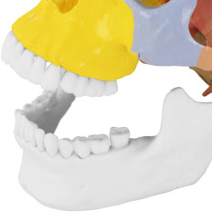 Anatomický model barevné lebky barvy na 1: 1 měřítko + zuby 3 ks.
