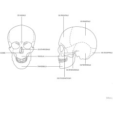 Anatomický model barevné lebky barvy na 1: 1 měřítko + zuby 3 ks.