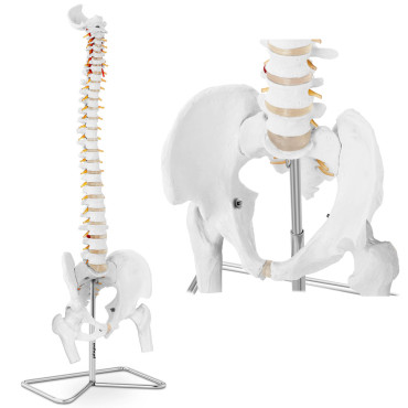 Anatomisch model van de...