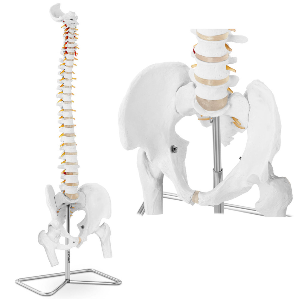 Anatomski model človeške hrbtenice z moškim medenico 86 cm