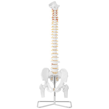 Anatomski model človeške hrbtenice z moškim medenico 86 cm