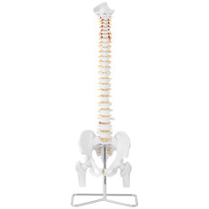 Anatomisch model van de menselijke wervelkolom met een mannelijk bekken 86 cm