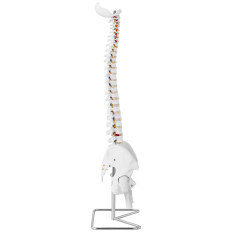 Anatomisch model van de menselijke wervelkolom met een mannelijk bekken 86 cm