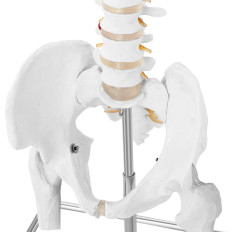 Anatomisch model van de menselijke wervelkolom met een mannelijk bekken 86 cm