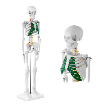 Modello anatomico dello...