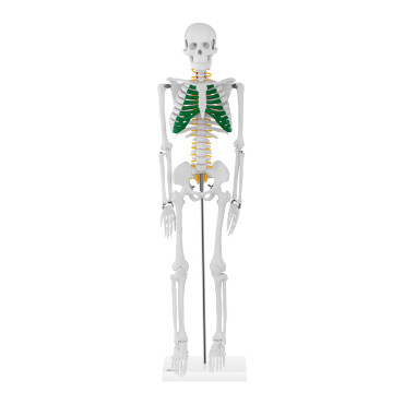 Anatomisk modell av det mänskliga skelettet 85 cm