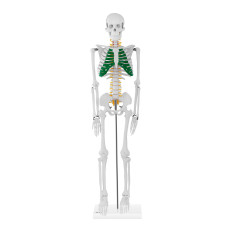 Anatomical model of the human skeleton 85 cm