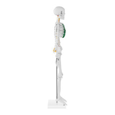 Modello anatomico dello scheletro umano 85 cm