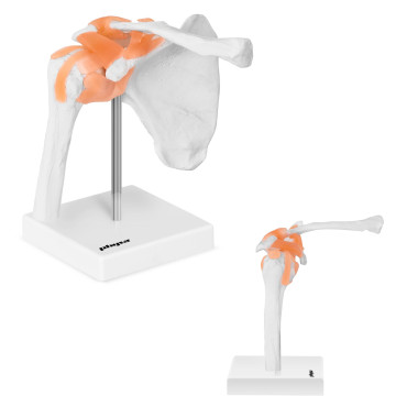Anatomisches Modell des...