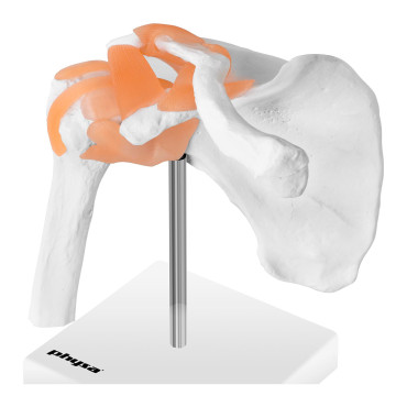 Anatomiskais modelis plecu locītavas uz 1: 1 skalas