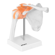 Anatomski model ramena na razini 1: 1