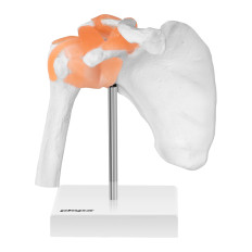 Anatomický model ramenného kĺbu na stupnici 1: 1