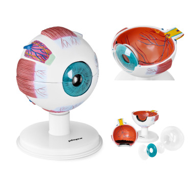 Anatomical model of an eye...