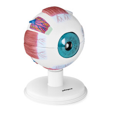 Modelo anatómico de un ojo de un globo ocular humano 7 elementos