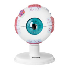 Anatomisches Modell eines Auge eines menschlichen Augapfels 7 Elemente