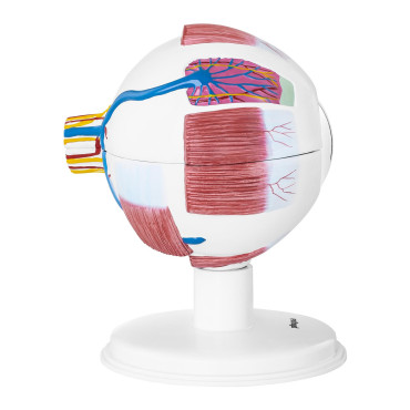 Anatomisk modell av ett öga av ett mänskligt ögonlock 7-element
