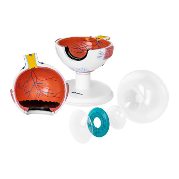 Anatomisch model van een oog van een menselijke oogbol 7 elementen
