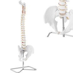 Anatomický model chrbtice muža s mužským panvicou 76 cm