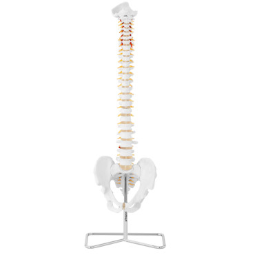 Anatomický model chrbtice muža s mužským panvicou 76 cm