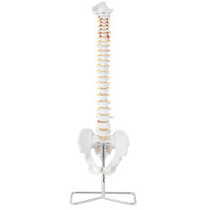 Anatomisk model af ryggen af en mand med en mandlig bækkenet 76 cm