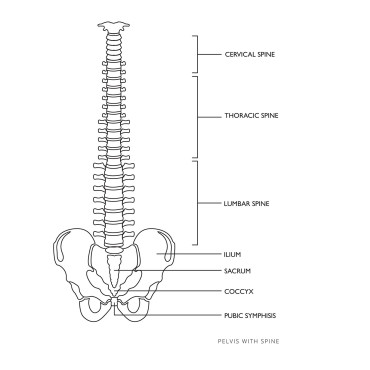 Anatomisk modell av ryggraden hos en man med en manlig bäcken 76 cm