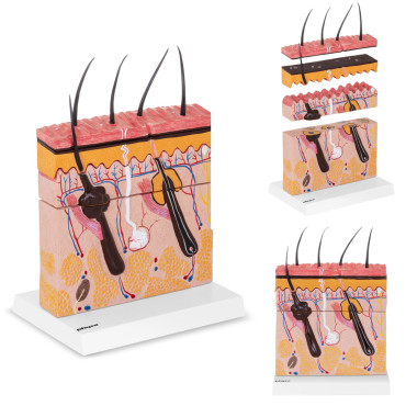 Anatomski model presjeka...