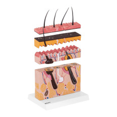 Anatomski model prereza človeškega kože