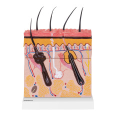 Anatomisches Modell eines menschlichen Hautquerschnitts