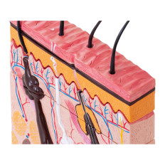 Anatomisch model van een menselijke huiddoorsnede