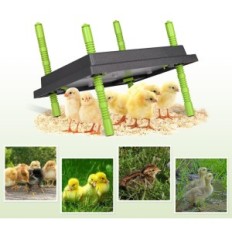 Platohiker chickens plate, 25 x 30 cm